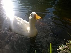 CUTE White DUCKS quacking LOUDLY and feeding at SSR Botanical Garden | 19.04.2015