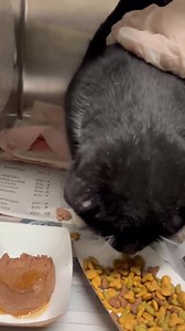 3.9K views · 389 reactions | I WAS RESCUED! URGENT - needs foster to...