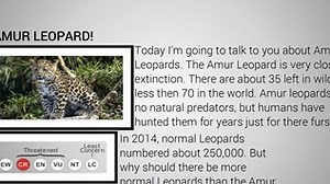 Amur leopard!