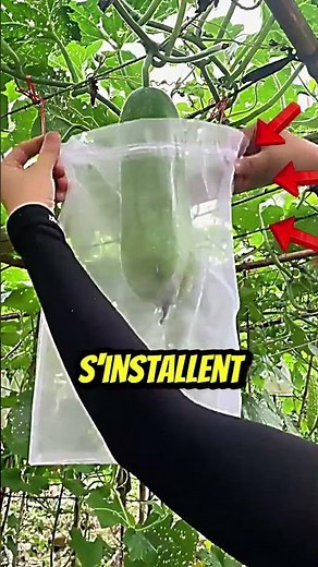 Des filets malins pour protéger vos récoltes ! 🥒🍇🕊️