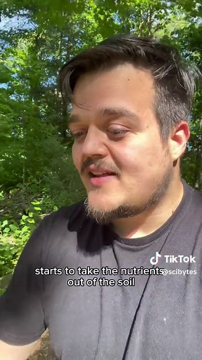 Strangler Fig Tree: Nature's Unique Tree Predator