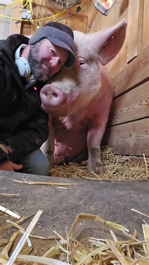 Otis and Mocha: Year-End Moments with Pigs