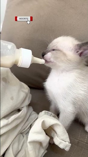 😻What is a cat's life expectancy? See how long a cat lives!