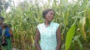 CDF GRANTS CATAPULTING KANCHIBIYA FARMERS TO A WHOLE NEW DIFFERENT LEVEL 🔝 [🎥]Real people, real interventions, real transformation. Listen, as beneficiaries speak for themselves. Notwithstanding some teething challenges, we are resolved to rise above them to improve the lives of our people and add to the nation's food security. Kanchibiya can be the bread basket of not only Muchinga Province, but the entire nation. Blessed with well over 1000mm of rainfall annually and good soils, why can't we