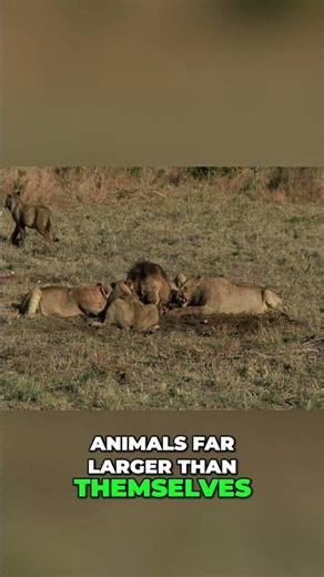 African Lions: Majestic Killers, Human Prey Dangers Explained #shorts