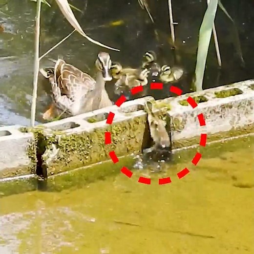 One Duckling Couldn’t Climb… Mom Came Back and Siblings Crossed the Wall 🐤✨🦆