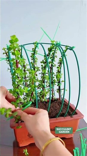 How to Style Succulents Creatively (Step-by-Step) 🪴