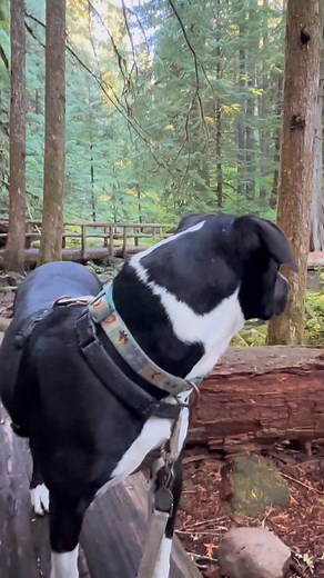 Follow Summit on the trail to Blue Pool ❤️🐾. Tamolich Blue Pool is a crystal clear body of water that is fed by underground springs that come directly from the snow fed aquifers of the lava fields in the higher elevations of the McKenzie Pass area. #nature #takeahike #pnwlife #dog #wholesome #naturegrandpa #pnw #beblessed #dogsofinstagram | Boring Old Guy