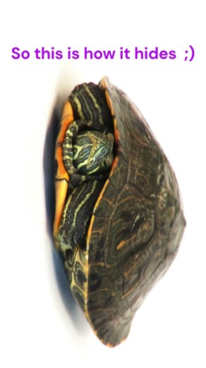 A turtle hiding in its shell :) #ytshorts
