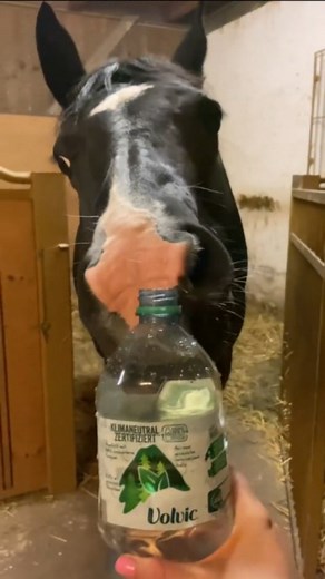 Elegant Horses on Instagram: "Drinking like a lady 👸😂🐴 @hotchillideluxe ❤️⁣ ⁣ 👉 Follow @horselegant for more 👈⁣ 👉 Follow @horselegant for more 👈⁣ ⁣ ⁣ ⁣ ⁣ ⁣ #horsetherapy #horsedrawing #horsephotog #horses_of_instagram #horsemanship #equinephotography #ponies #riderofinstagram #horseworld #horsejumping #horsepassion #horsegirl #horselifestyle #quarterhorse #horsenation #horseware #horseride #horseback #horseraces #horselovers #horsefashion #horsenation #horsestable #horseblog #horsequotes 