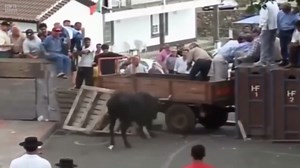 Charged by a bull: The violent reality