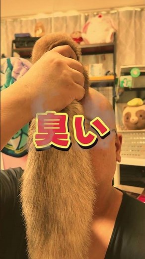 フェレットを飼いたい人必見！飼う前に知るべき3つのリアル #フェレット
