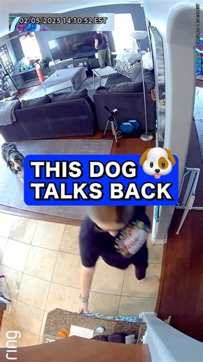 Rip the Talking Aussie on Instagram: "Look human! #talkingdog #dogs #happydog #cutedog #dogbuttons"