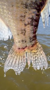 WINTER SLABS - 2” Original Baby Shad in NEW color Emerald Fry (440) | Bobby Garland Crappie Baits