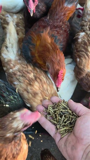 chickens eating black soldier fly larvae