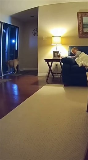 Security Camera Shows Dog Scaring Thief Away at Midnight #viral #puppy #crazy