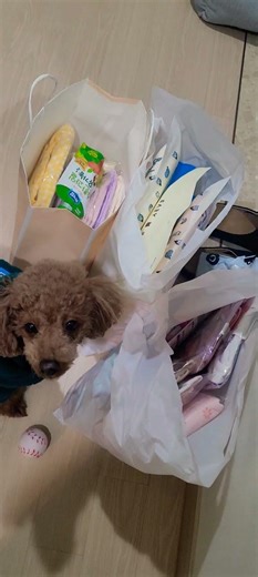 머리박고 자기선물 찾는 용순#강아지 #푸들