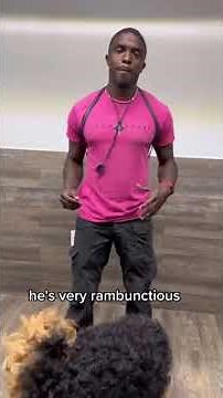 Before you get an Airedale Terrier Watch This!!!!