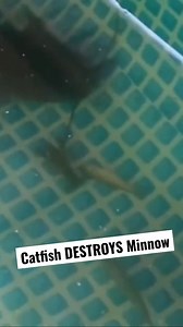 Catfish DESTROYS Minnow! 😮 #catfish #pond | Kendall Gray Outdoors