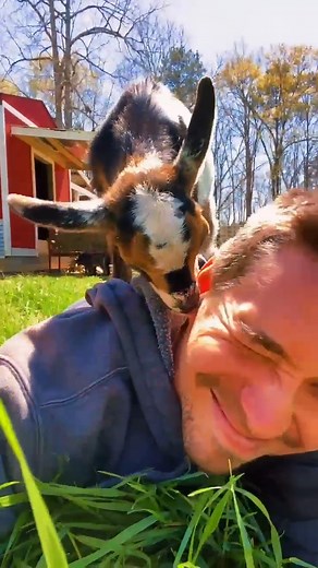 15K views · 860 reactions | Bitting on my ear  #goats #babygoat #bite #cuteness #viral #reels | Goat Daddy's Farm | Facebook