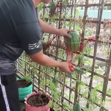 17K views · 613 reactions | Growing Plentiful Watermelons in Plastic Containers on Your Balcony | Diy Garden World | Facebook