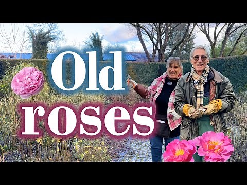 Secrets of Historic Roses: Step-by-Step Pruning & Maintenance 🌿🔧 OLD Roses