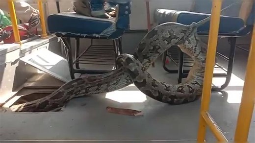 Viral video: Massive python rescued from school bus in UP's Raebareli