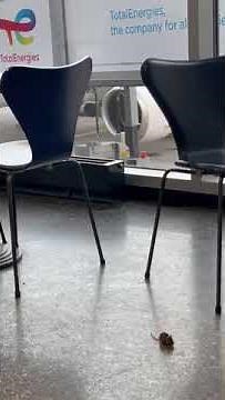 Mouse running around in Terminal 1 of Frankfurt Airport