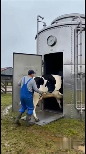 😳 Cow In… Cheeseburgers Come Pouring Out 🤯🐄🍔