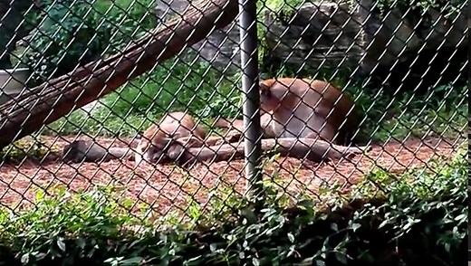 The Most Horrific Mountain Lion Sounds You'll Ever Hear