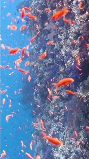 Facts you DID NOT know about ANGLERFISHES!!! 🌊🐟