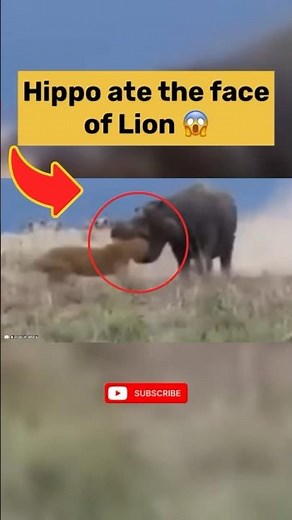 Hippo Attack on Lions #animalhub #wildlife #animals #lion #hippo #attack #battle #fight #nature #fyp