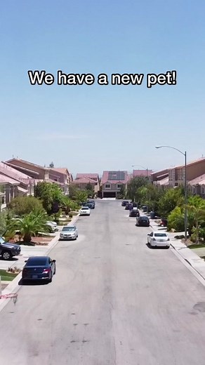 Meet Eleanor (“Nori”). She’s already melting our hearts #petsoftiktok #cute #avengers