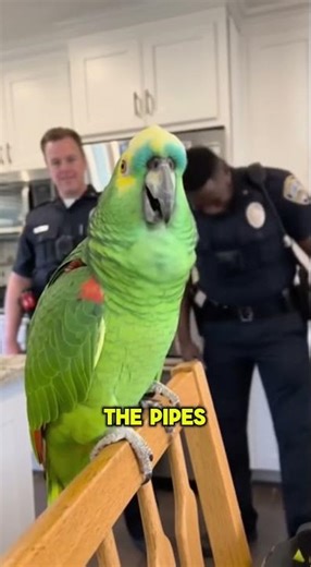 PARROT Exposes a Cop's Wife and the Plumber! 🤣