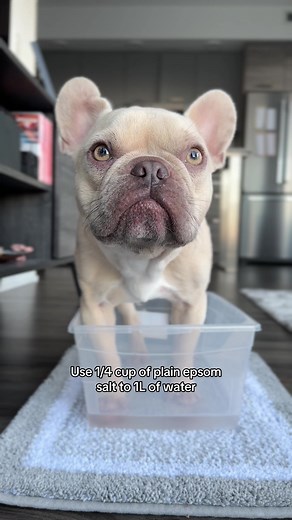 Epsom Salt Paw Soak for Allergy Relief in Dogs