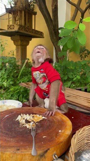 Monkey smiling with love 🐵💖 #Monkey #JoyfulMonkey #CutePets