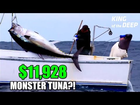 $11,928 Monster Tuna! A 50lb Bait Explodes the Rod — What’s Hiding Under the Boat