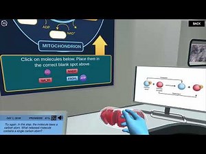 Cellular Respiration: The Krebs Cycle | Virtual Lab