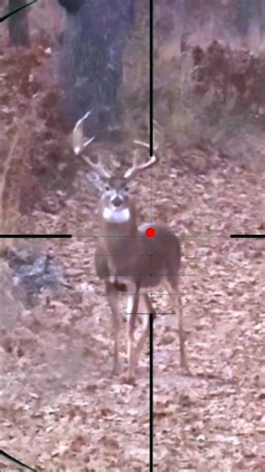 Deer Hunting | Caccia al cervo | Hertenjacht