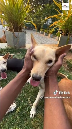 බව්බව් කාර්‍යමණ්ඩලයට ආපු තවත් අලුත් සාමාජිකයෙක් ❤️