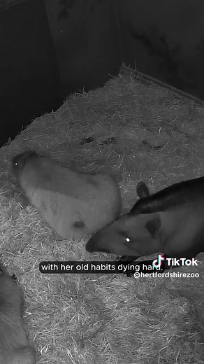 Cuddling Capybaras and Tapirs: A Heartwarming Nature Snapshot