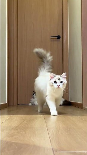 Day 141 of Cat Walking #ragdollcat #calicocat