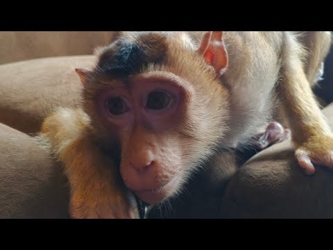 menunjukkan kepintaran Beruk Nella