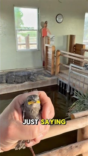 Saving a Baby Bird From My Alligators (Rescue) #shorts #alligator