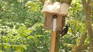 Common starling parents teach babies how to fly, static medium shot.