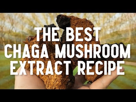 Best Chaga Mushroom Extract Recipe - How To Make Dual Extraction