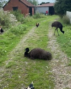 377K views · 897 reactions | Strictly come emu dancing with Rodney, Del and Caroline #StrictlyComeDancing #emudancing @caroline.le.bourgeois | Caenhill Countryside Centre | Facebook