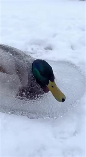 A freezing winter day ❄️ A helpless duck trapped completely in solid ice, struggling just to stay alive 🦆💔 Then a man notices her and gently pours warm water over the ice. Slowly… the ice begins to melt 🧊➡️💧 Moments later, the duck is finally free. She flaps her wings happily, makes thankful sounds, and shows pure relief — as if saying thank you ❤️ Then she takes flight, safe and free, back into the snowy world. A small act of kindness can save a life 🕊️✨ Watch till the end. “Kindness melts