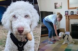 Deaf dog learns sign language: 'it opened up a whole new world'