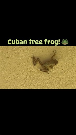1.9K views · 38 reactions | Cuban tree frogs! They LOVE our heat and humidity. But, they’re invasive, so… FWC says they’re best hopping in that, “jungle in the sky” and not around Florida. But I can’t do it. 路‍♂️ What would YOU do? | Brooks Garner | Facebook